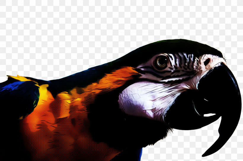 Bird Beak Parrot Macaw Falconiformes, PNG, 2452x1632px, Bird, Beak, Bird Of Prey, Falconiformes, Macaw Download Free