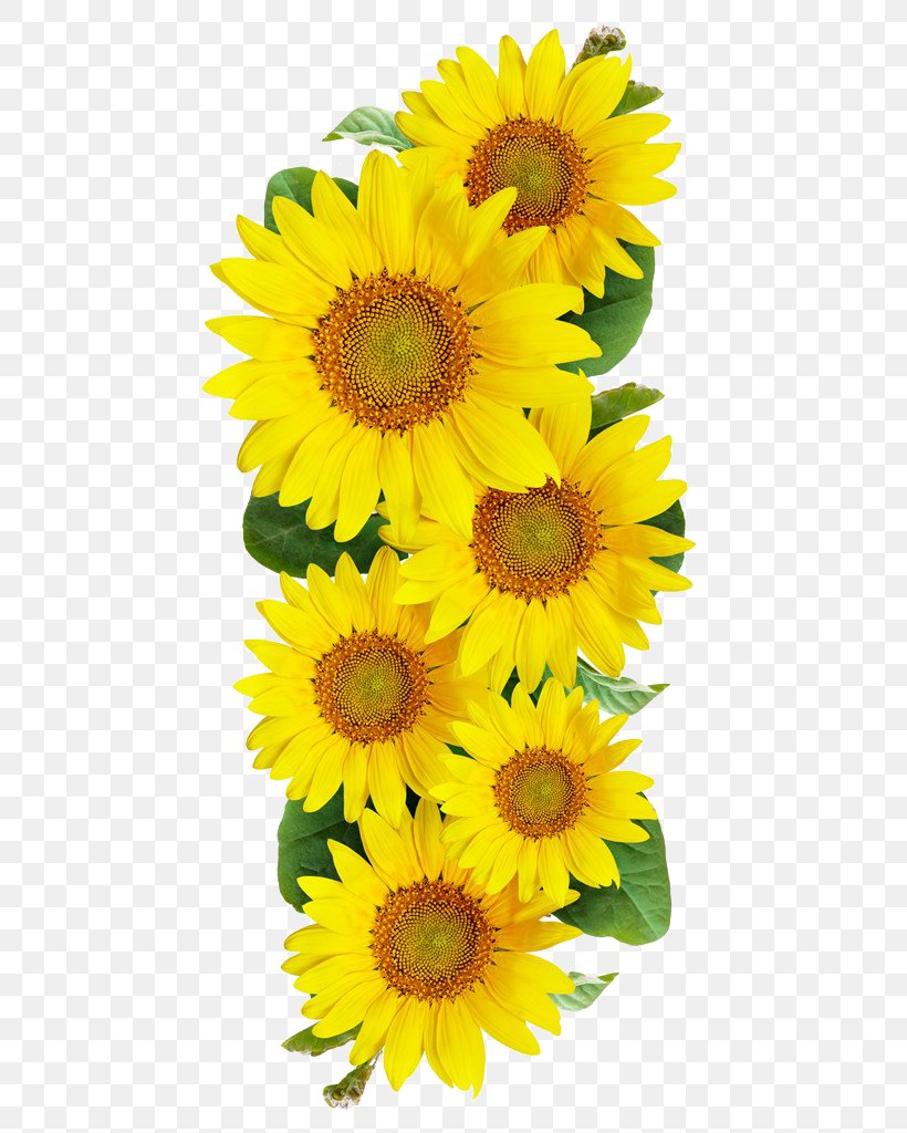 Common Sunflower Photography, PNG, 540x1024px, Common Sunflower, Annual Plant, Cut Flowers, Daisy Family, Flower Download Free