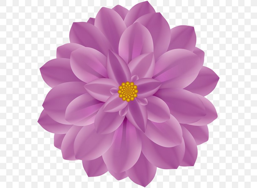 Dahlia Flower Clip Art, PNG, 586x600px, Dahlia, Art, Chrysanthemum, Chrysanths, Common Daisy Download Free