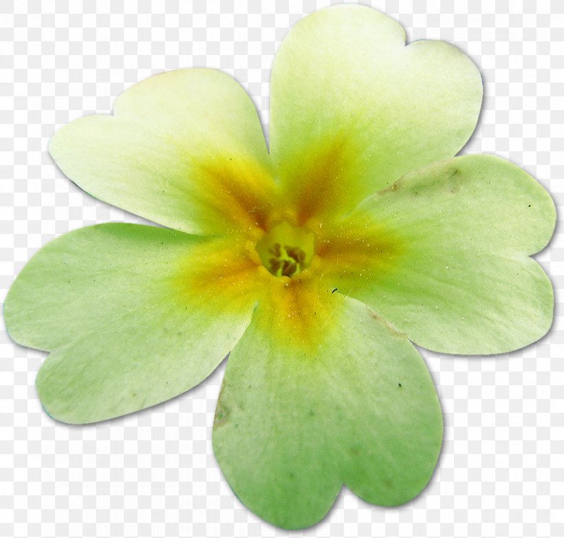 Primrose Flower Chamomile Painting Petal, PNG, 843x804px, Primrose, Chamomile, Engagement, Flower, Flowering Plant Download Free