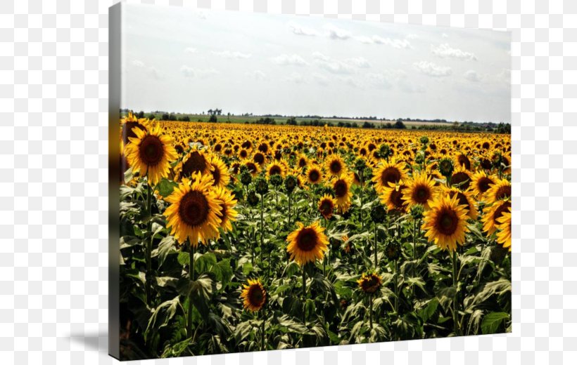 Common Sunflower Sunflower Seed Sunflower M, PNG, 650x520px, Common Sunflower, Daisy Family, Decal, Field, Flower Download Free