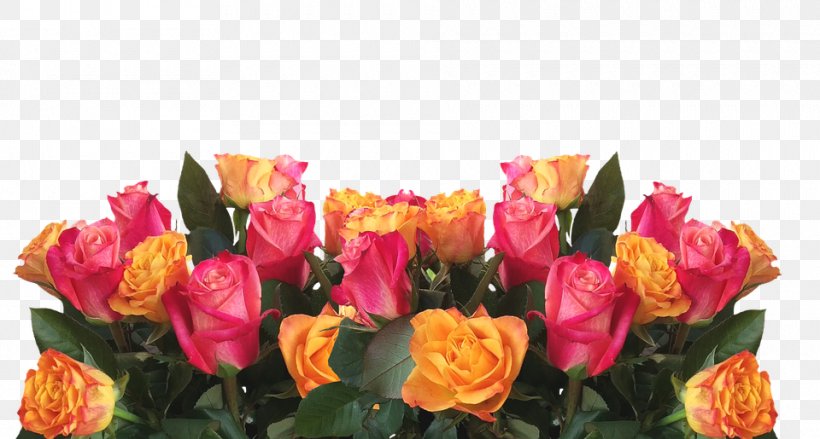 Garden Roses Flower Color Pink, PNG, 960x515px, Rose, Annual Plant, Black Rose, Color, Cut Flowers Download Free