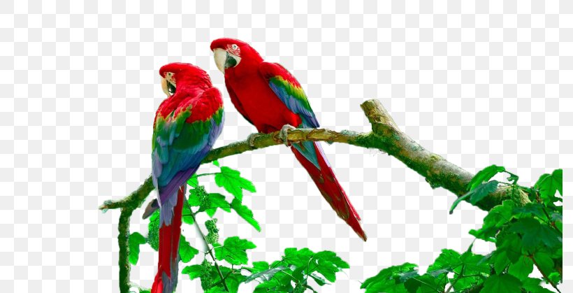 Lake Sandoval Budgerigar Amazon Rainforest Peruvian Amazon Macaw, PNG, 790x419px, Lake Sandoval, Amazon Rainforest, Animal, Beak, Bird Download Free