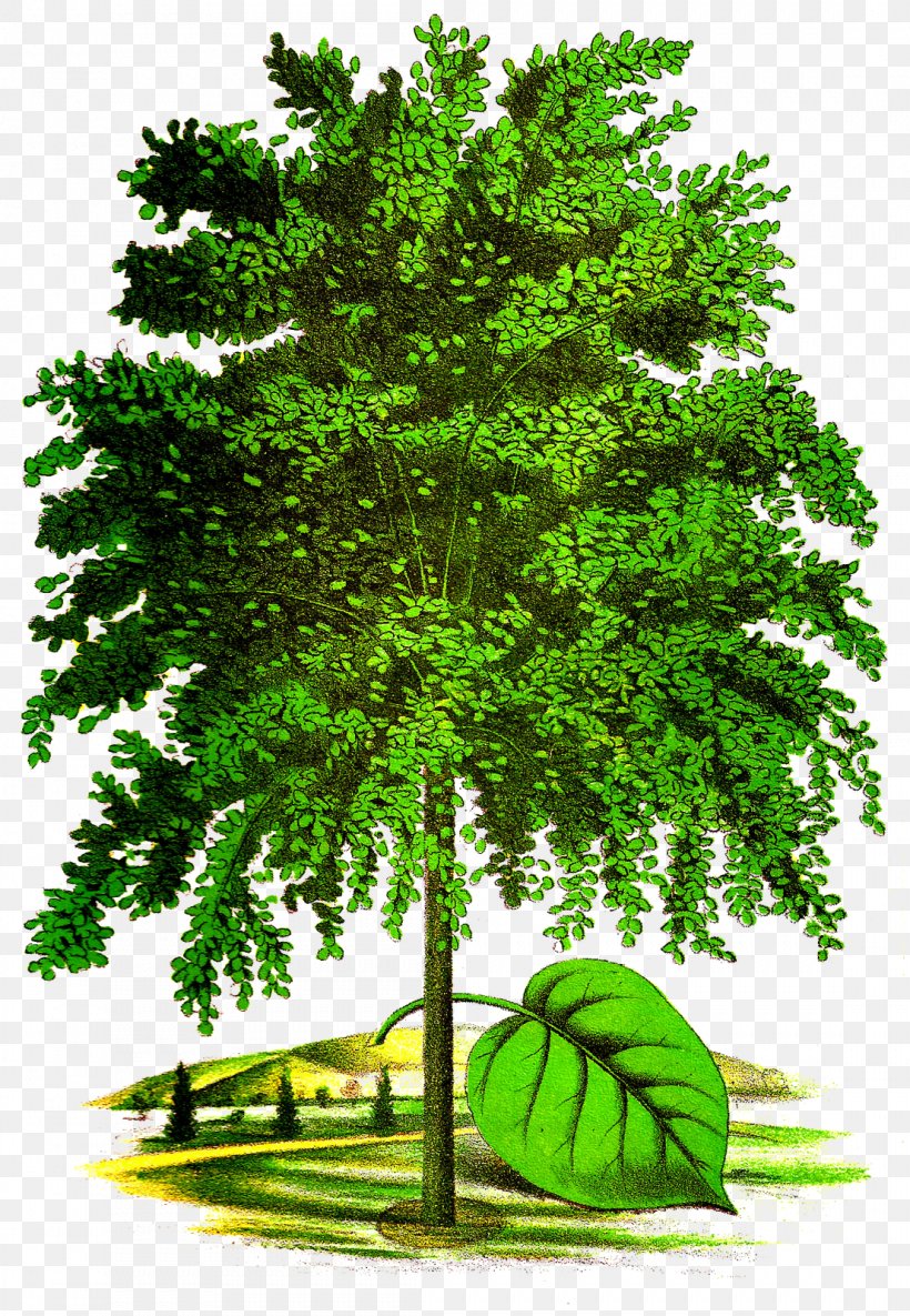 Tree Art Drawing Clip Art, PNG, 1107x1600px, Tree, American Linden, Art, Bald Cypress, Biome Download Free