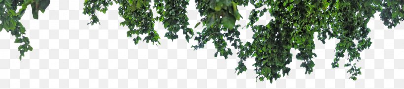 Tree PicsArt Photo Studio Editing, PNG, 1600x354px, Tree, Art, Bamboo, Branch, Deviantart Download Free