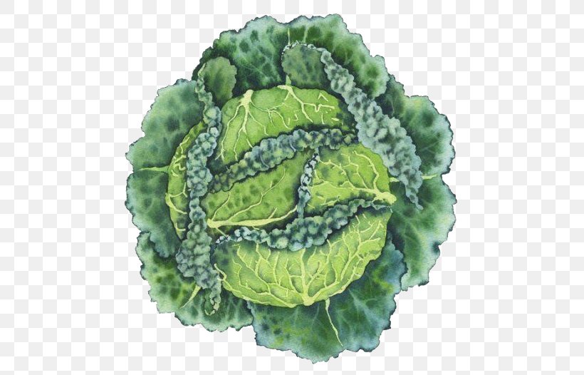 Watercolor Painting Savoy Cabbage, PNG, 490x526px, Watercolor Painting, Cabbage, Chinese Cabbage, Collard Greens, Leaf Download Free