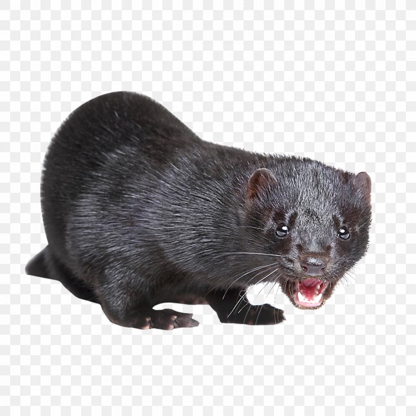 American Mink Mink Trapping Fur European Mink, PNG, 1200x1200px, American Mink, Animal, European Mink, European Pine Marten, Fauna Download Free