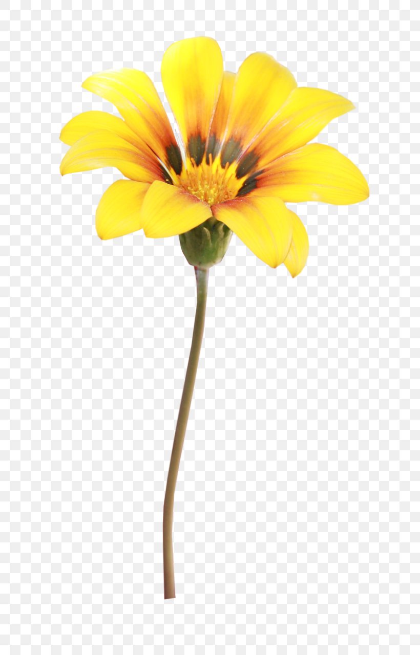 Flower Photography Yellow, PNG, 709x1280px, Flower, Computer Software, Cut Flowers, Daisy Family, Digital Container Format Download Free