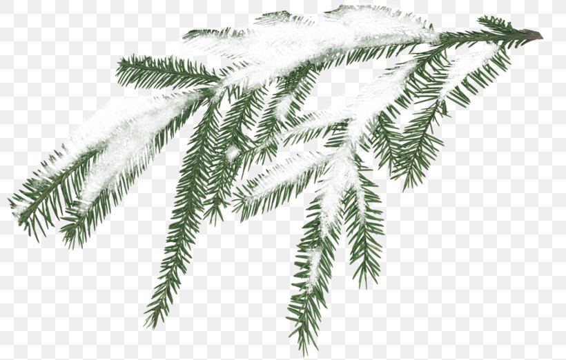 Snow Tree Branch Pine, PNG, 800x522px, Snow, Branch, Cedar, Conifer, Eastern White Pine Download Free