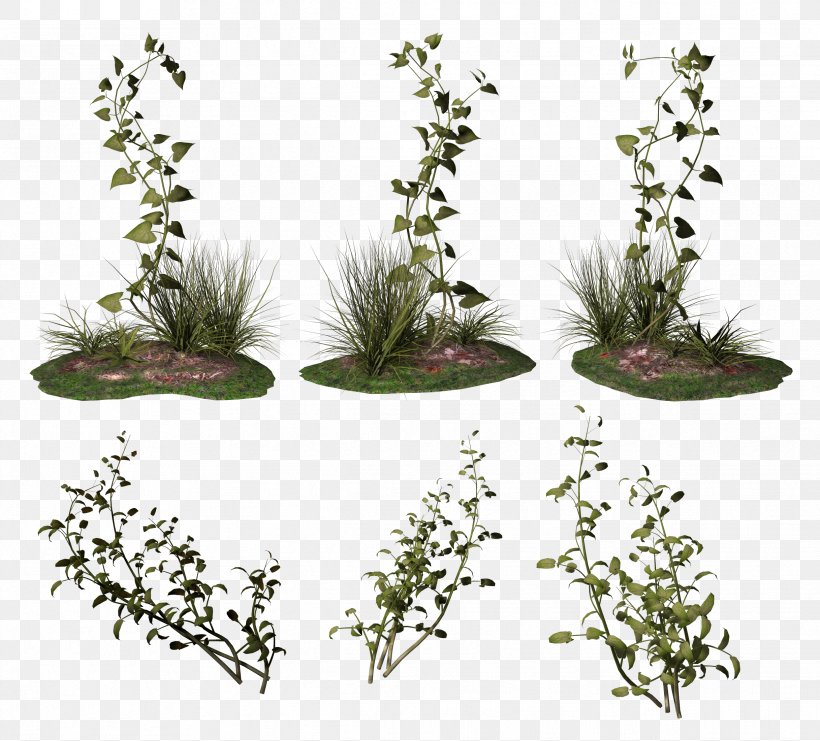 Vine Ivy Bindweed, PNG, 2434x2201px, Vine, Bindweed, Flora, Flower, Flowering Plant Download Free
