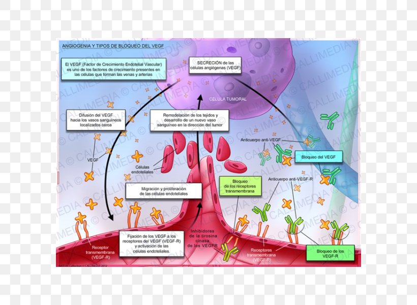 Angiogenesis Vascular Endothelial Growth Factor VEGF Receptor Physiology, PNG, 600x600px, Angiogenesis, Artery, Blood, Blood Vessel, Cancer Download Free