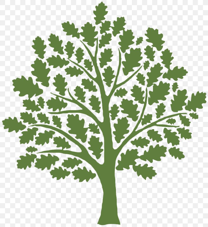 Clip Art Tree Oak Vector Graphics Shutterstock, PNG, 812x894px, Tree, Branch, Depositphotos, Forest, Grass Download Free