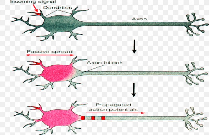 Excitatory Postsynaptic Potential Action Potential Neuron Synapse, PNG, 845x547px, Postsynaptic Potential, Action Potential, Area, Cell Membrane, Diagram Download Free