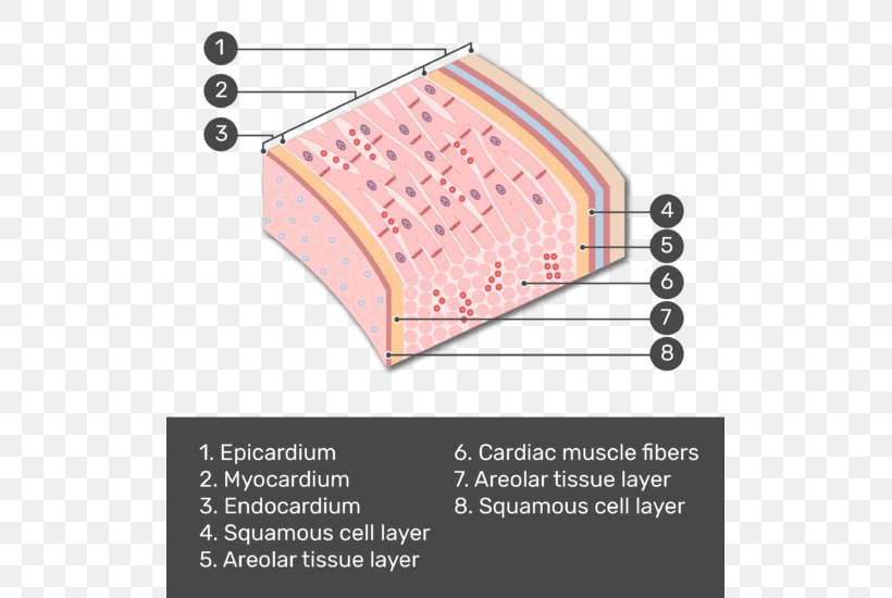 Posterior Compartment Of The Forearm Brachioradialis Pronator Teres Muscle, PNG, 513x550px, Forearm, Anatomy, Anterior Compartment Of The Forearm, Area, Bed Download Free