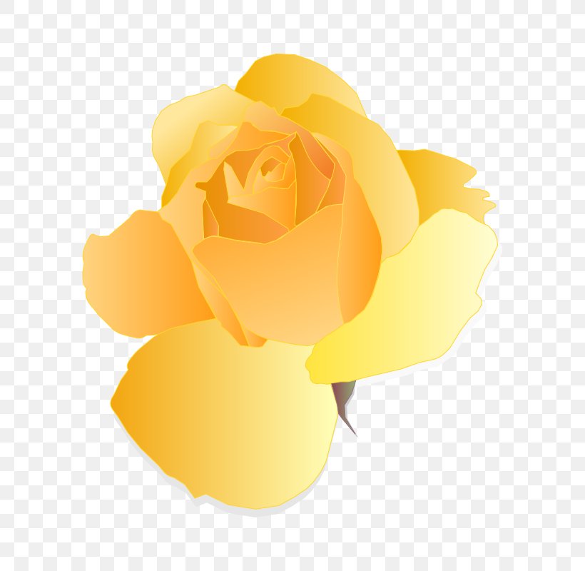 Rose Yellow Clip Art, PNG, 800x800px, Rose, Color, Cut Flowers, Drawing, Flower Download Free