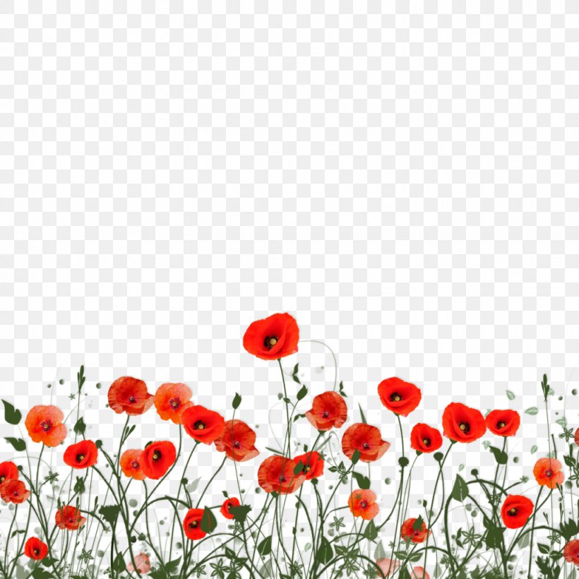 Clip Art, PNG, 1024x1024px, Computer Software, Adobe Photoshop Album, Coquelicot, Drawing, Flower Download Free