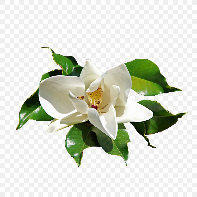 Flower Gardenia Rubber Fig, PNG, 1024x1024px, Flower, Art, Branch, Cut Flowers, Fig Trees Download Free