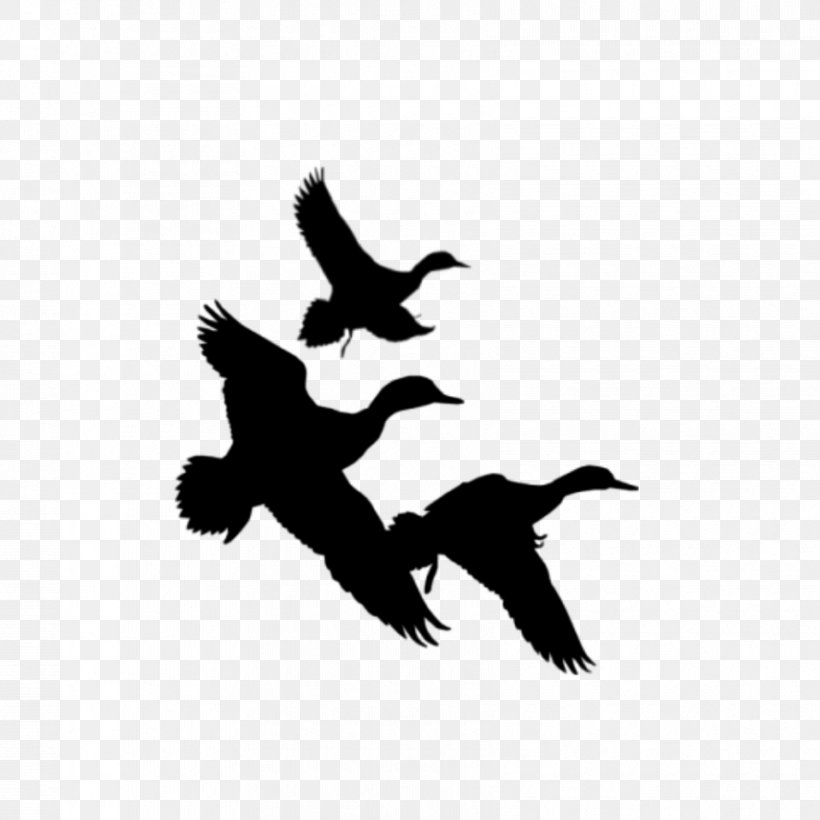 Mallard Duck Silhouette Clip Art, PNG, 855x855px, Mallard, American Black Duck, Art, Beak, Bird Download Free