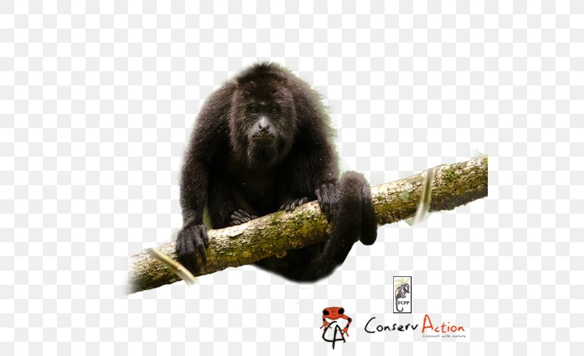 New World Monkeys White-headed Capuchin Primate Mantled Howler Monkey, PNG, 550x500px, New World Monkeys, Animal, Common Squirrel Monkey, Fauna, Howler Monkey Download Free