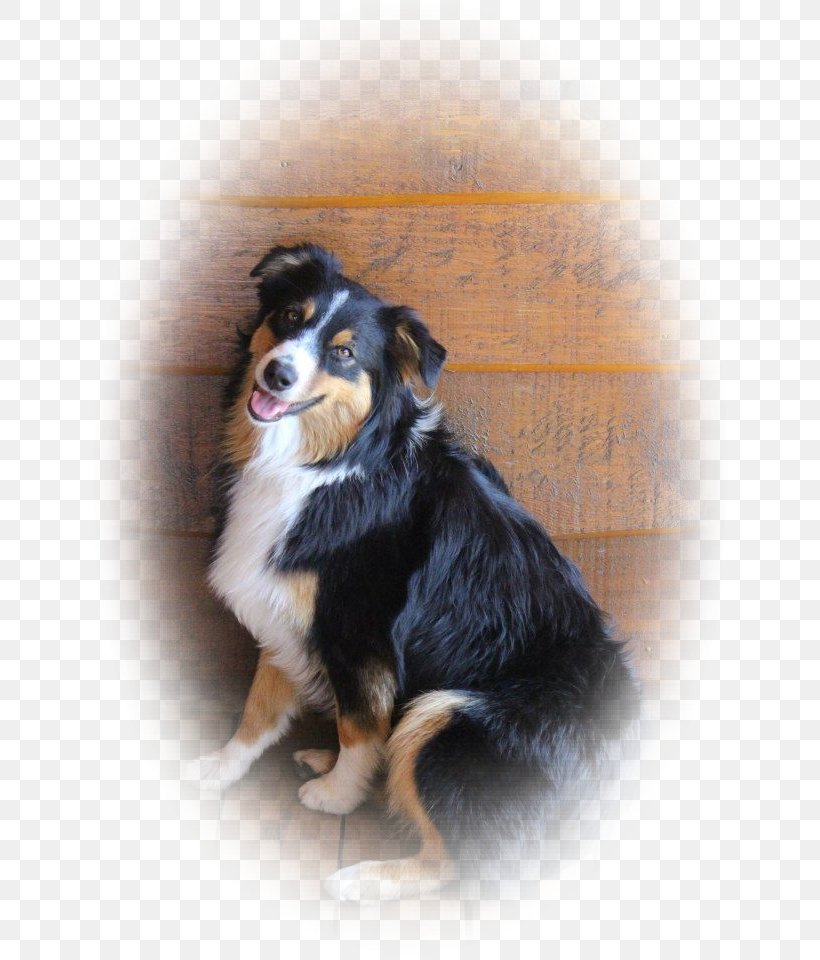 Dog Breed Australian Shepherd Miniature American Shepherd English Shepherd Companion Dog, PNG, 640x960px, Dog Breed, Australian Shepherd, Carnivoran, Companion Dog, Dog Download Free