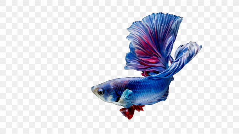 Fish Fish Electric Blue Tail, PNG, 2664x1500px, Watercolor, Electric Blue, Fish, Paint, Tail Download Free
