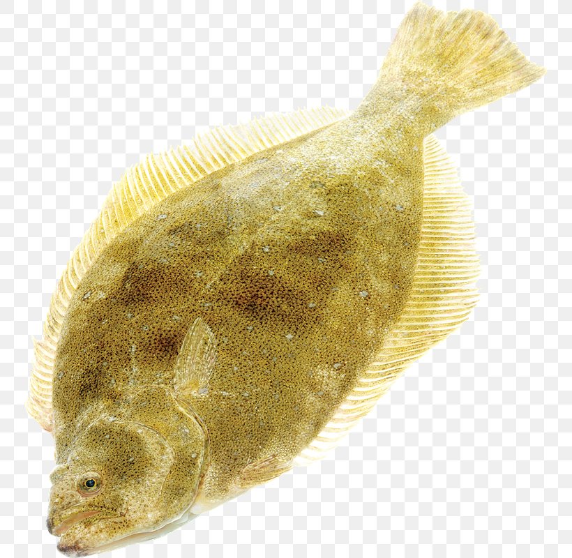 Flounder Sole Fish Tilapia, PNG, 750x800px, Flounder, Bony Fish, Fauna, Fish, Flatfish Download Free