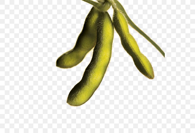 Genetically Modified Soybean Velvet Bean Food, PNG, 567x560px, Soybean, Agriculture, Bean, Commodity, Crop Yield Download Free