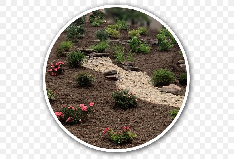 Arrowwood Landscape Design Landscaping Vegetation, PNG, 556x556px, Arrowwood Landscape Design, Company, Fredericksburg, Garden, Grass Download Free