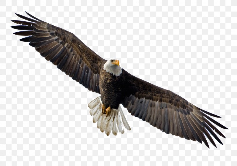 Bald Eagle Flight Bird, PNG, 1600x1125px, Bald Eagle, Accipitriformes, Beak, Bird, Bird Flight Download Free