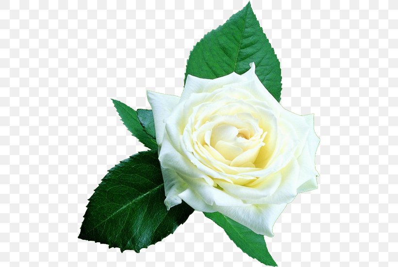 Beach Rose White Google Images Clip Art, PNG, 500x551px, Beach Rose, Artificial Flower, Color, Creative Work, Cut Flowers Download Free