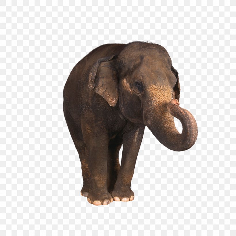 Indian Elephant Photography Clip Art, PNG, 1030x1030px, Elephant, African Elephant, Animation, Asian Elephant, Child Download Free