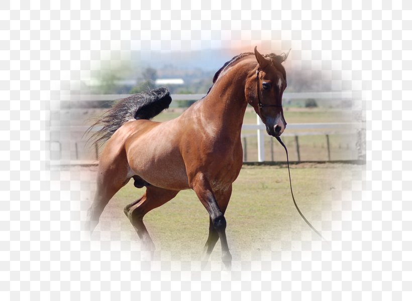 Stallion Arabian Horse American Quarter Horse Mustang Mangalarga Marchador, PNG, 639x600px, Stallion, American Quarter Horse, Animal, Arabian Horse, Bay Download Free