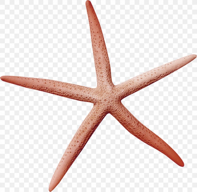 Starfish Icon, PNG, 1024x999px, Starfish, Echinoderm, Invertebrate, Marine Invertebrates, Organism Download Free