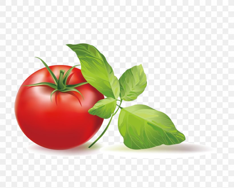 Cherry Tomato Italian Tomato Pie Clip Art, PNG, 1756x1418px, Cherry Tomato, Apple, Basil, Diet Food, Food Download Free