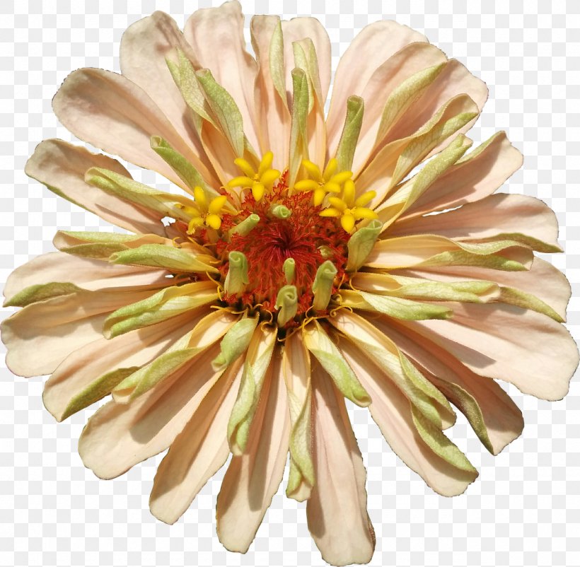 Chrysanthemum Transvaal Daisy Cut Flowers Petal, PNG, 1280x1252px, Chrysanthemum, Chrysanths, Cut Flowers, Daisy, Daisy Family Download Free