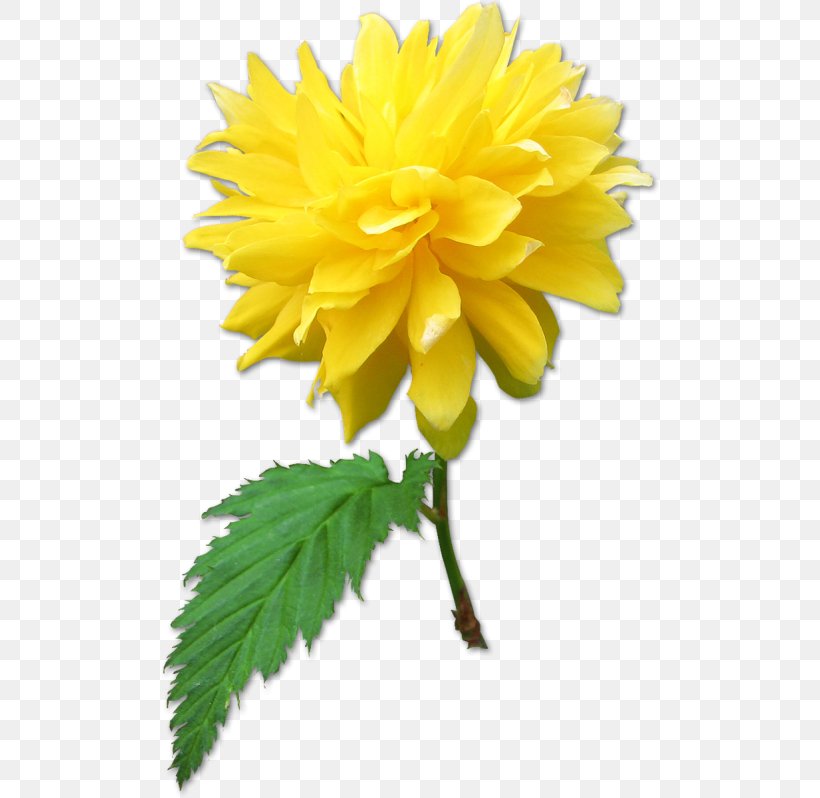 Flower Pansy Dahlia, PNG, 500x798px, Flower, Chart, Chrysanthemum, Chrysanths, Dahlia Download Free