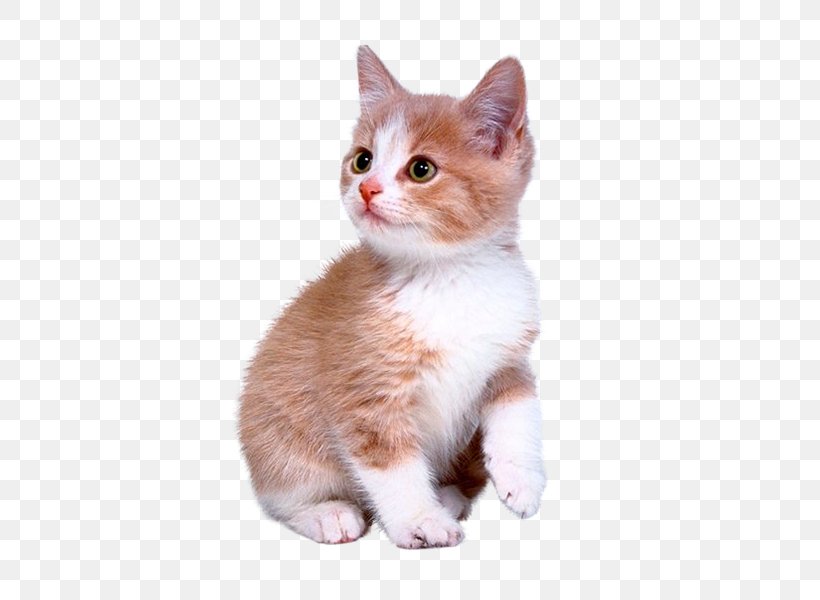 Puppy Cat Kitten Labrador Retriever Pet, PNG, 600x600px, Cat, Aegean Cat, American Wirehair, Carnivoran, Cat Like Mammal Download Free