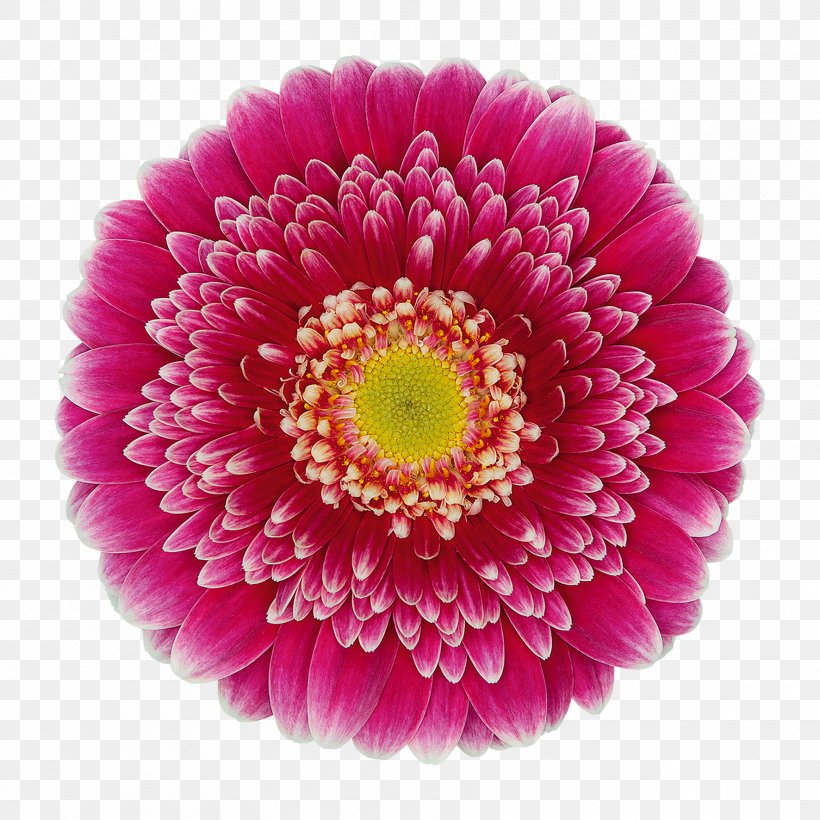 Transvaal Daisy Vasto Florist Holland B.V. Cut Flowers Vase Life, PNG, 1772x1772px, Transvaal Daisy, Annual Plant, Aster, Chrysanthemum, Chrysanths Download Free
