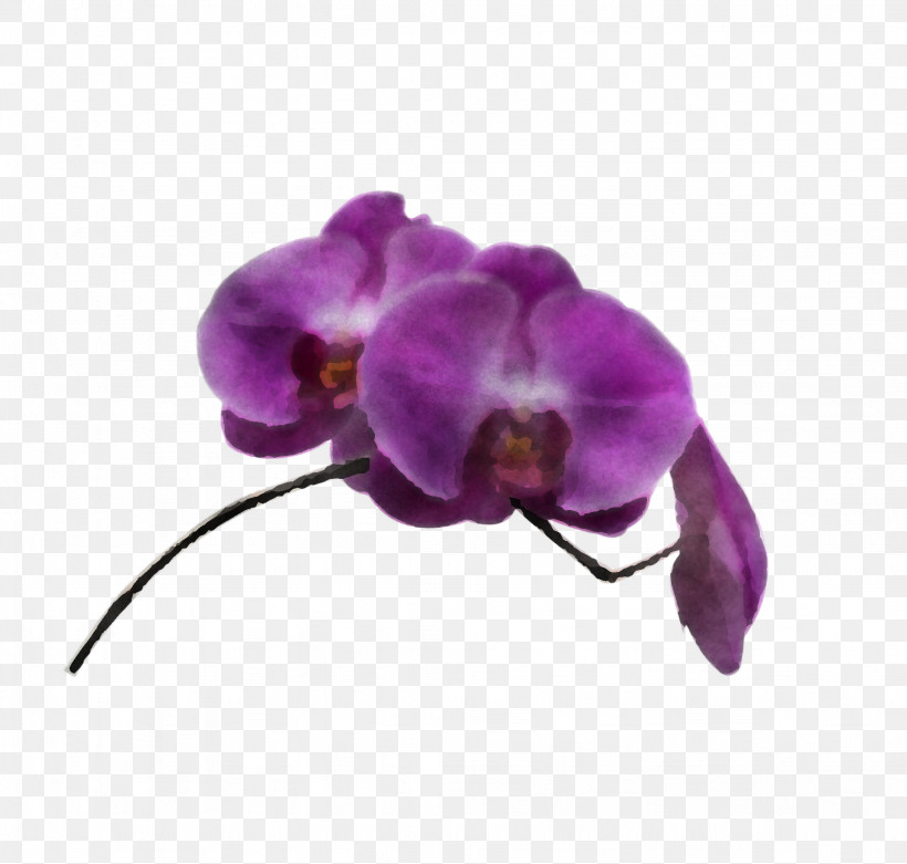 Violet Purple Flower Moth Orchid Petal, PNG, 2048x1952px, Violet, Flower, Magenta, Moth Orchid, Petal Download Free