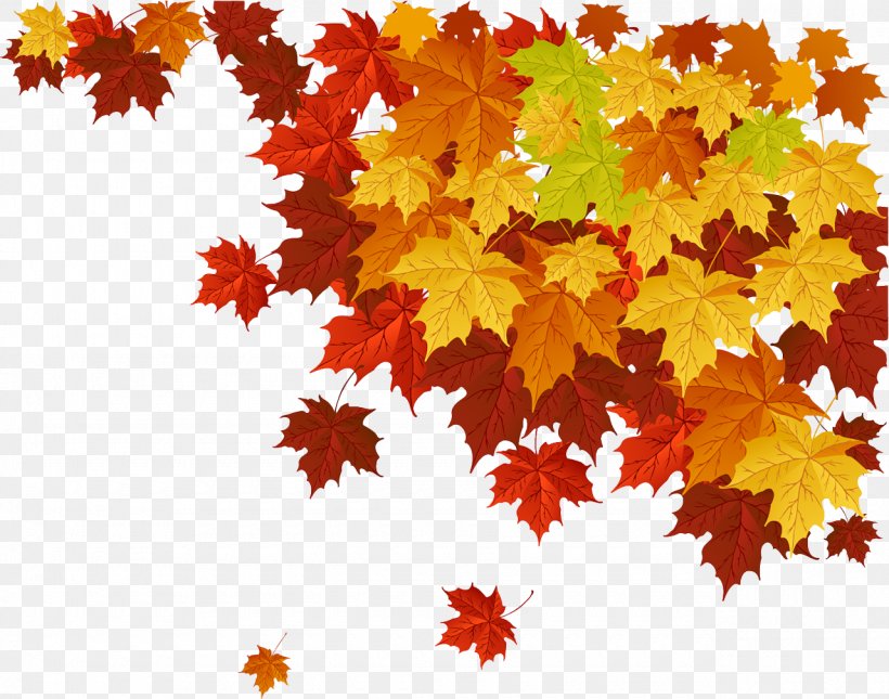 Autumn Leaf Color Maple Leaf, PNG, 1280x1007px, Autumn, Autumn Leaf Color, Color, Deciduous, Flowering Plant Download Free