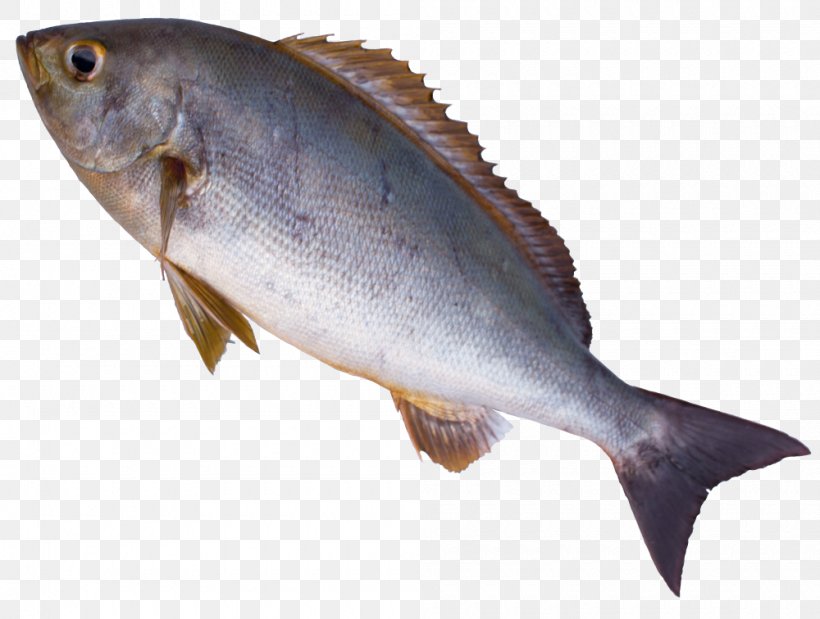 Cod Fish Products Salmon Oily Fish Sotoura, PNG, 1000x756px, Cod, Angling, Barramundi, Bass, Bonito Download Free
