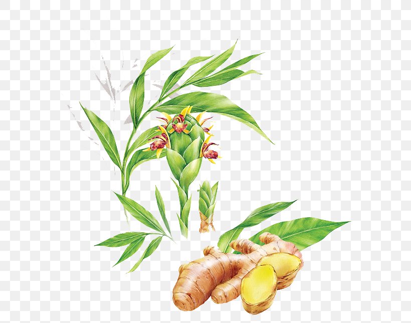 Ginger Tea Food Illustration, PNG, 600x644px, Ginger Tea, Ananas, Betacarotene, Commodity, Crude Drug Download Free