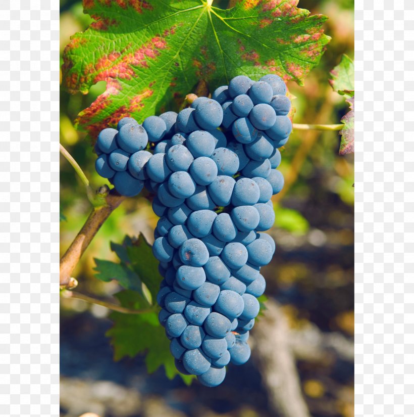 Grape Rouge Du Pays Petite Arvine Canton Of Valais Pinot Noir, PNG, 1431x1440px, Grape, Bilberry, Canton Of Valais, Chasselas, Fer Download Free