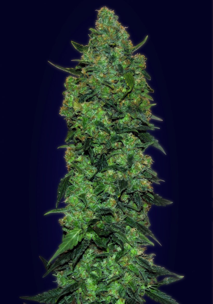 Skunk Mass Seed Autoflowering Cannabis, PNG, 1121x1600px, Skunk, Autoflowering Cannabis, Cannabis, Cannabis Cultivation, Cannabis Ruderalis Download Free