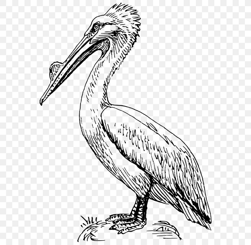 Brown Pelican Bird Drawing Clip Art, PNG, 579x800px, Brown Pelican, Animal Figure, Artwork, Beak, Bird Download Free
