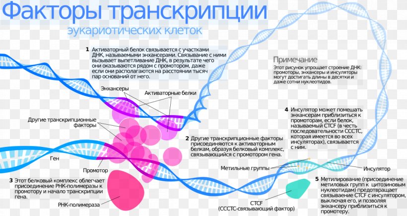 General Transcription Factor Molecular Biology Messenger RNA, PNG, 1200x638px, Transcription Factor, Area, Aurich Element, Biology, Cell Download Free