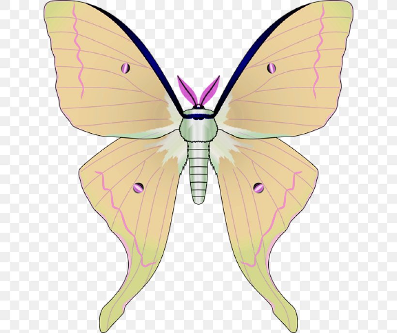 Monarch Butterfly Pieridae Silkworm Brush-footed Butterflies, PNG, 640x687px, Monarch Butterfly, Arthropod, Bombycidae, Brush Footed Butterfly, Brushfooted Butterflies Download Free