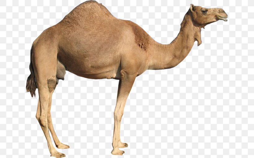 Bactrian Camel Dromedary Clip Art Vector Graphics, PNG, 652x510px, Bactrian Camel, Arabian Camel, Camel, Camel Like Mammal, Camel Train Download Free