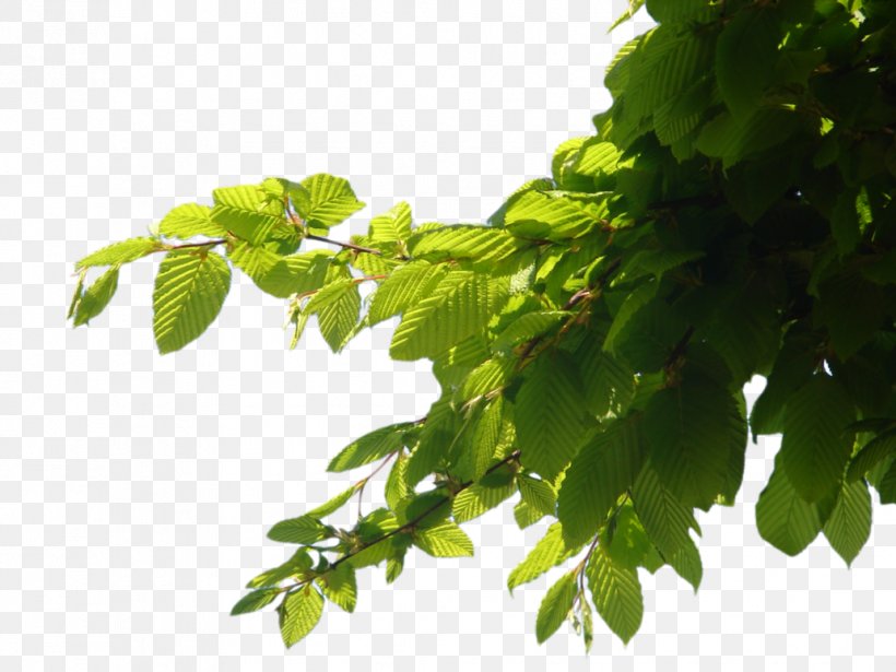 Branch Tree Computer File, PNG, 1032x774px, Branching, Bbcode, Branch, Display Resolution, Document Download Free