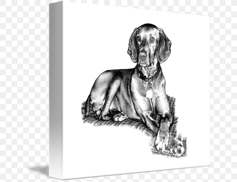 Weimaraner Wirehaired Vizsla Puppy Dog Breed, PNG, 650x629px, Weimaraner, Animal, Art, Black And White, Breed Download Free